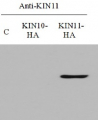 AKIN11 | SNF1-related protein kinase catalytic subunit alpha KIN11